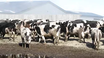 A Dairy on the Prairie Trailer!