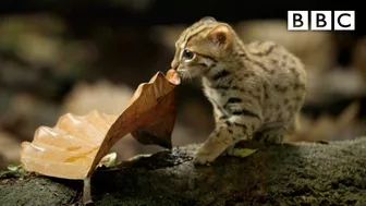 World's smallest cat ????- BBC