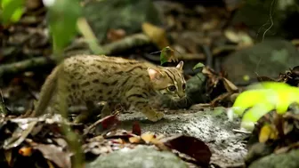 World's smallest cat ????- BBC