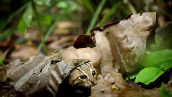 World's smallest cat ????- BBC