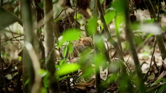 World's smallest cat ????- BBC