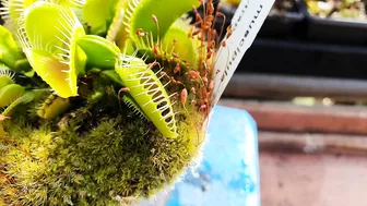 Venus Flytrap Early Season Feeding Compilation