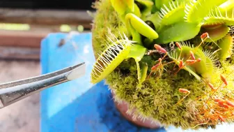 Venus Flytrap Early Season Feeding Compilation