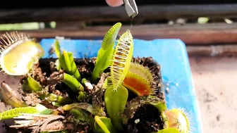 Venus Flytrap Early Season Feeding Compilation