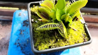 Venus Flytrap Early Season Feeding Compilation