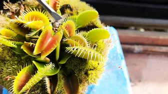 Venus Flytrap Early Season Feeding Compilation