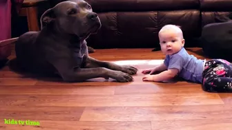 Funny Babies And Dogs Playing Compilation Funny Pitbull And Baby Videos#2