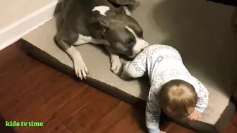 Funny Babies And Dogs Playing Compilation Funny Pitbull And Baby Videos#2