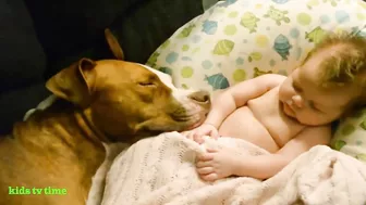 Funny Babies And Dogs Playing Compilation Funny Pitbull And Baby Videos#2