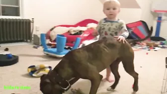 Funny Babies And Dogs Playing Compilation Funny Pitbull And Baby Videos#2