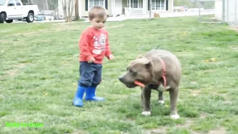 Funny Babies And Dogs Playing Compilation Funny Pitbull And Baby Videos#2