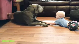 Funny Babies And Dogs Playing Compilation Funny Pitbull And Baby Videos#2