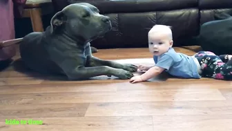 Funny Babies And Dogs Playing Compilation Funny Pitbull And Baby Videos#2