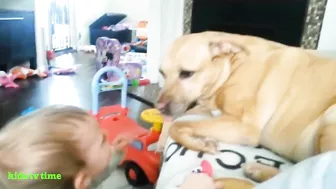 Funny Babies And Dogs Playing Compilation Funny Pitbull And Baby Videos#2