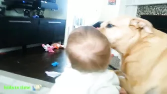 Funny Babies And Dogs Playing Compilation Funny Pitbull And Baby Videos#2