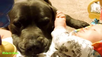 Funny Babies And Dogs Playing Compilation Funny Pitbull And Baby Videos#2