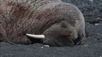 Walrus visiting Middle Cove Beach in Newfoundland