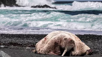 Walrus visiting Middle Cove Beach in Newfoundland