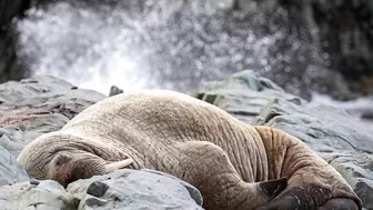 Walrus visiting Middle Cove Beach in Newfoundland