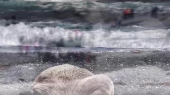 Walrus visiting Middle Cove Beach in Newfoundland