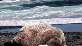 Walrus visiting Middle Cove Beach in Newfoundland