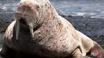 Walrus visiting Middle Cove Beach in Newfoundland