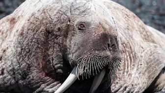 Walrus visiting Middle Cove Beach in Newfoundland