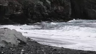 Walrus visiting Middle Cove Beach in Newfoundland