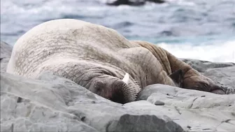 Walrus visiting Middle Cove Beach in Newfoundland