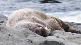 Walrus visiting Middle Cove Beach in Newfoundland