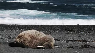 Walrus visiting Middle Cove Beach in Newfoundland