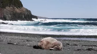 Walrus visiting Middle Cove Beach in Newfoundland