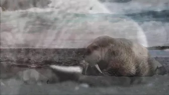 Walrus visiting Middle Cove Beach in Newfoundland