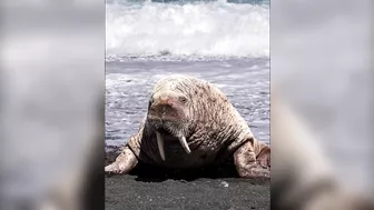 Walrus visiting Middle Cove Beach in Newfoundland