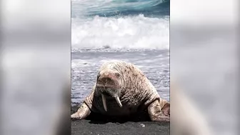 Walrus visiting Middle Cove Beach in Newfoundland