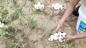 amazing fishing! lots of eggs found on stream side