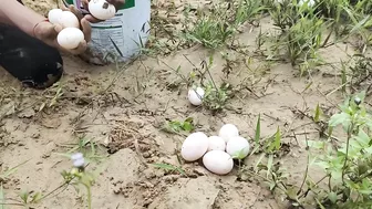 amazing fishing! lots of eggs found on stream side