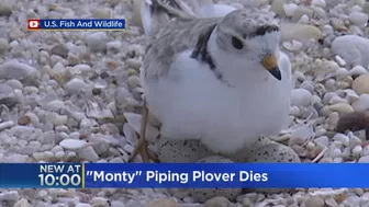 Monty the beloved piping plover dies at Montrose Beach