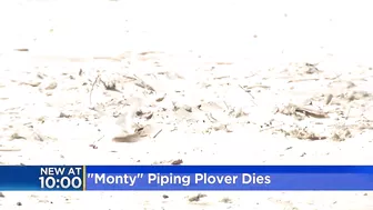 Monty the beloved piping plover dies at Montrose Beach