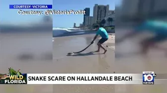 Snake is found on Hallandale Beach