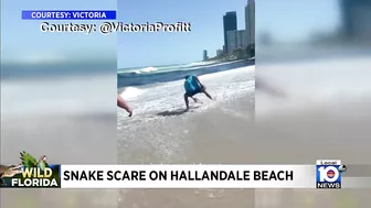 Snake is found on Hallandale Beach