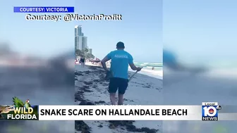 Snake is found on Hallandale Beach