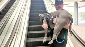 My Pitbull Dog Riding An Escalator For The First Time So Funny!!