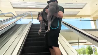 My Pitbull Dog Riding An Escalator For The First Time So Funny!!