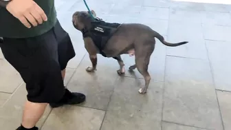 My Pitbull Dog Riding An Escalator For The First Time So Funny!!