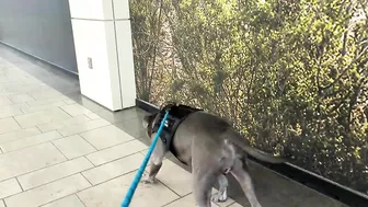 My Pitbull Dog Riding An Escalator For The First Time So Funny!!