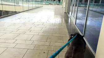 My Pitbull Dog Riding An Escalator For The First Time So Funny!!