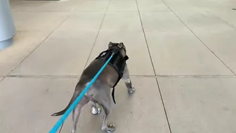 My Pitbull Dog Riding An Escalator For The First Time So Funny!!