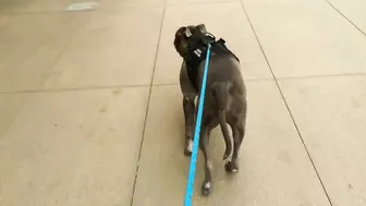 My Pitbull Dog Riding An Escalator For The First Time So Funny!!