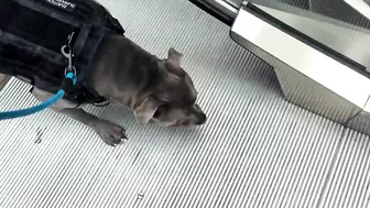 My Pitbull Dog Riding An Escalator For The First Time So Funny!!